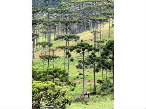 Sobre Aparados da Serra